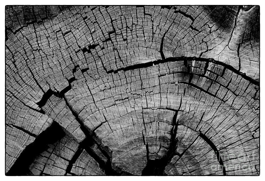 Stump II Photograph by David Waldrop