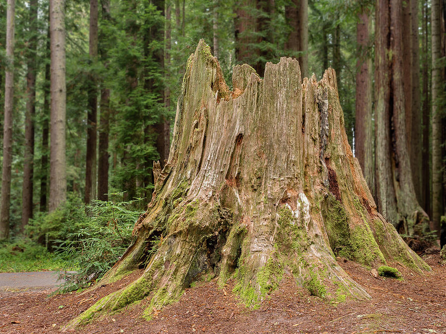 Stump in a Forest Photograph by Greg Nyquist