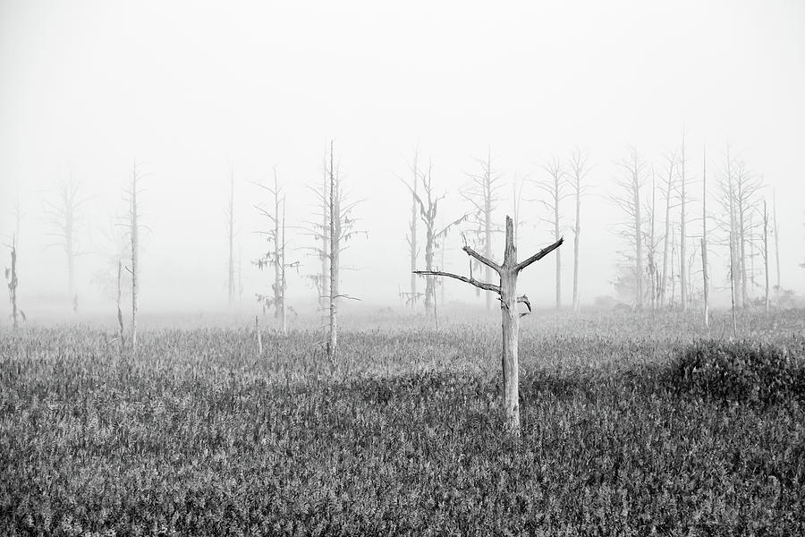 Stump In The Midst by DENIS LEMAY Stump In The Midst by DENIS LEMAY