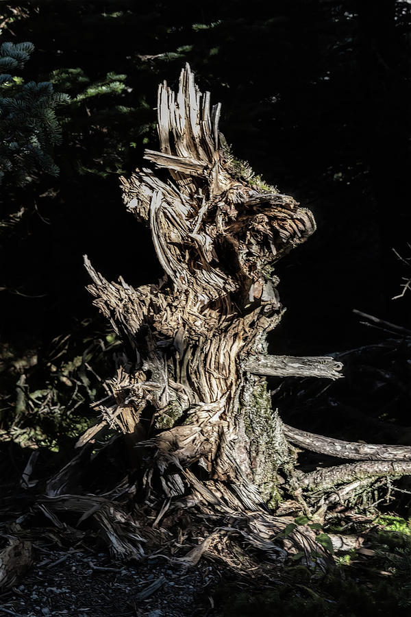 Stump in the Woods Photograph by John Haldane