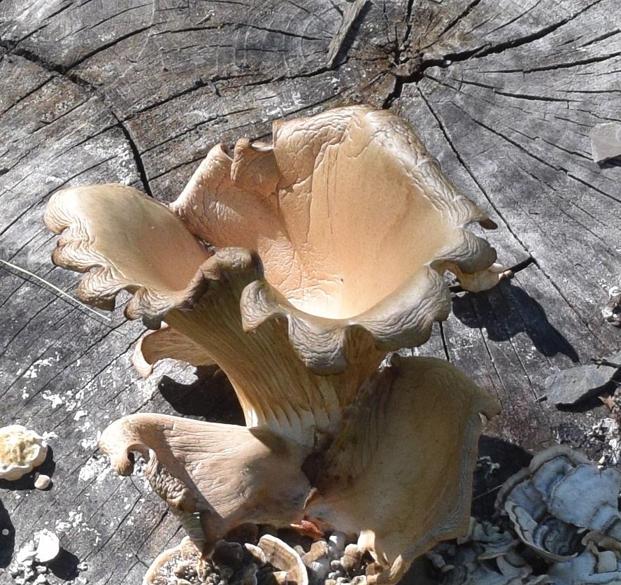 Stump Mushroom I Photograph by R  Allen Swezey
