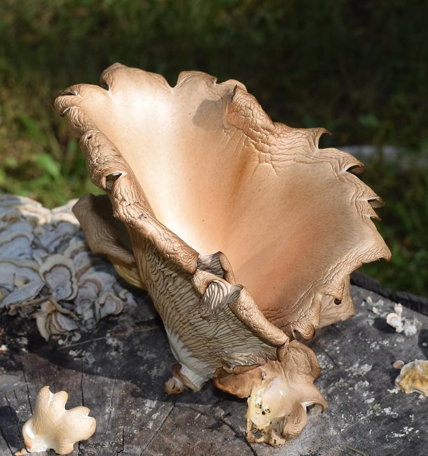 Stump Mushroom  Photograph by R  Allen Swezey