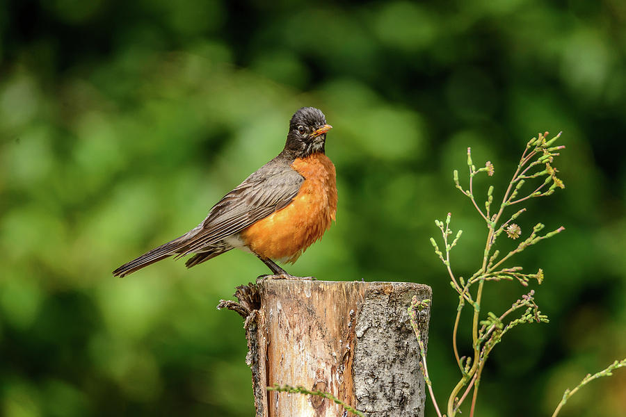 Stump Robin Photograph by Jerry Cahill