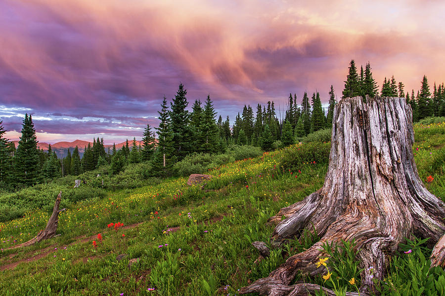 Stump Photograph by Trent Poole Fine Art America