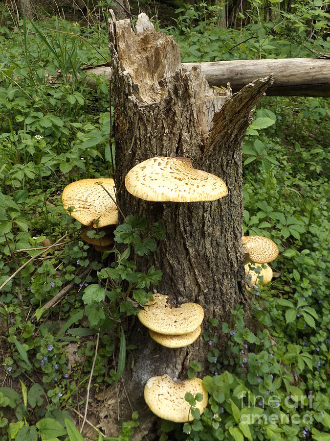 Stump with Mushrooms Photograph by Erick Schmidt