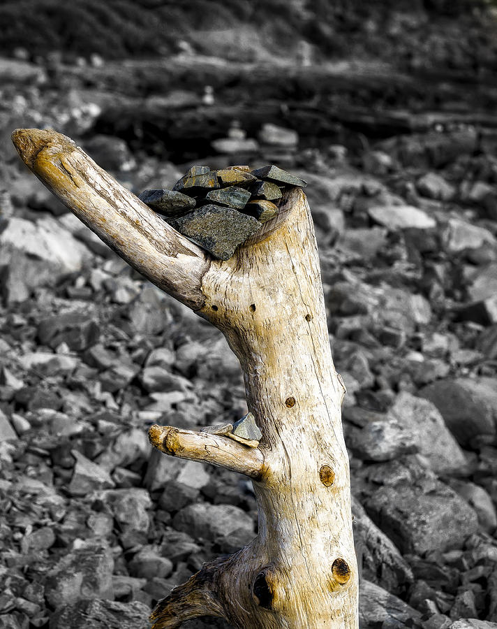 Stump with Rocks - Ogunquit - Maine Photograph by Steven Ralser