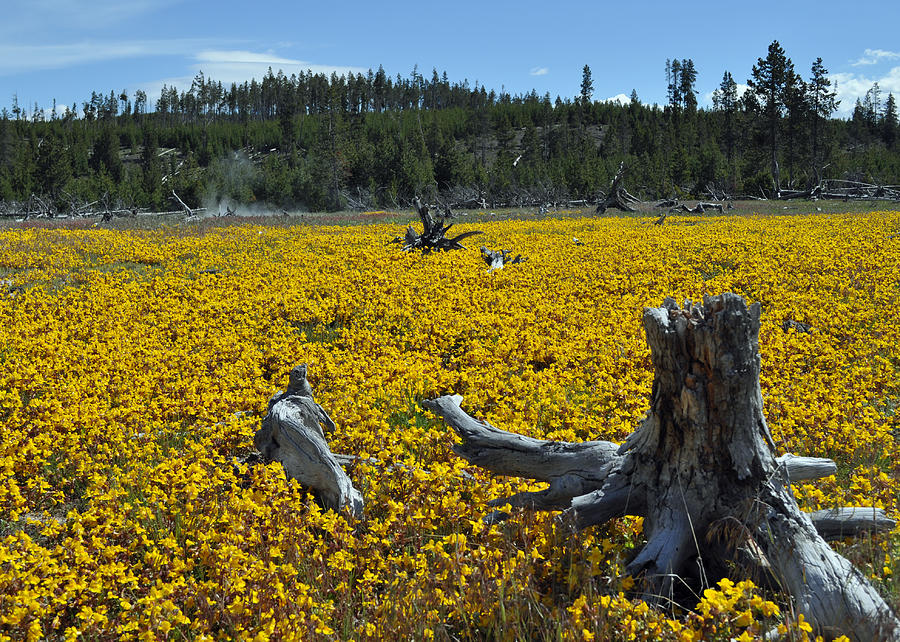 Stumped in a Sea of Yellow Flowers Photograph by Bruce Gourley