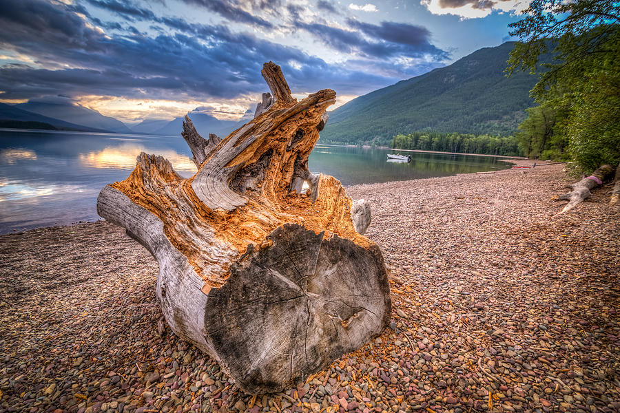 Stumped in Montana Photograph by Spencer McDonald