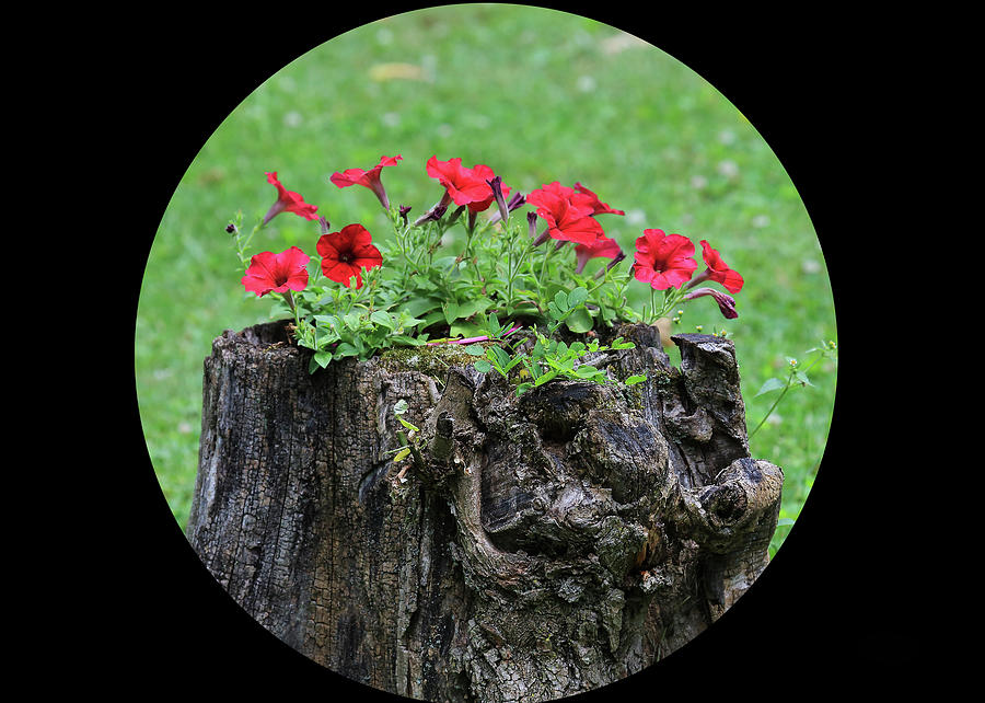 Stumped Petunia Reds Photograph by PJQandFriends Photography