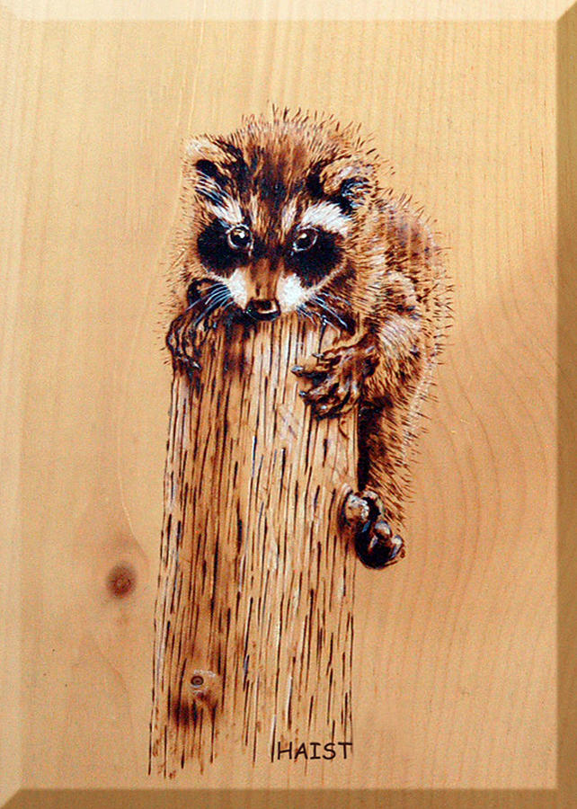 Raccoon Pyrography - Stumped by Ron Haist