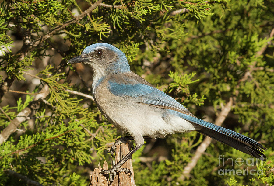 Stumped Scrub Jay Photograph By David Cutts