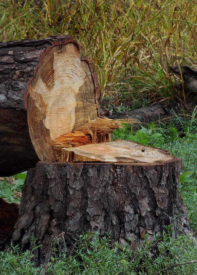 Stumped Photograph by Skip Willits - Fine Art America