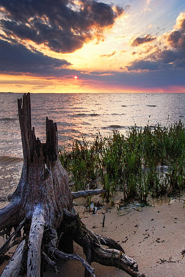 Stumps and Oyster Bay Vertical Photograph by Michael Thomas