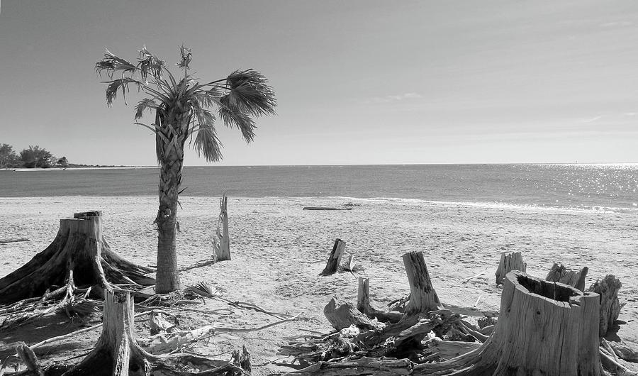 Stumps on the Beach Photograph by Robert Wilder Jr
