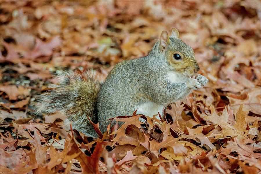 Stumpy The Squirrel Photograph by Cathy Kovarik