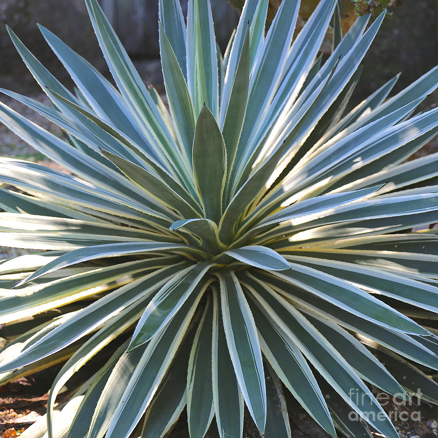 Stunning Agave Plant Photograph by Carol Groenen