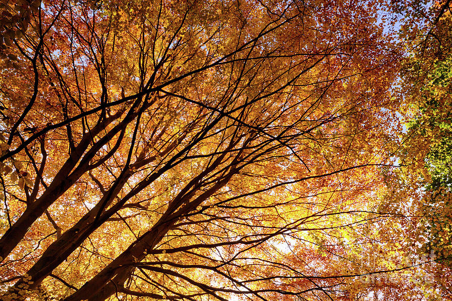 Stunning autumn English trees Photograph by Simon Bratt