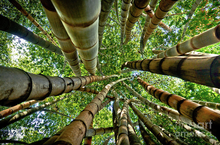 Stunning Bamboo Forest - Color Photograph by Carlos Alkmin