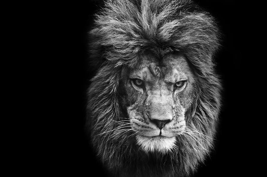 black and white photography lion