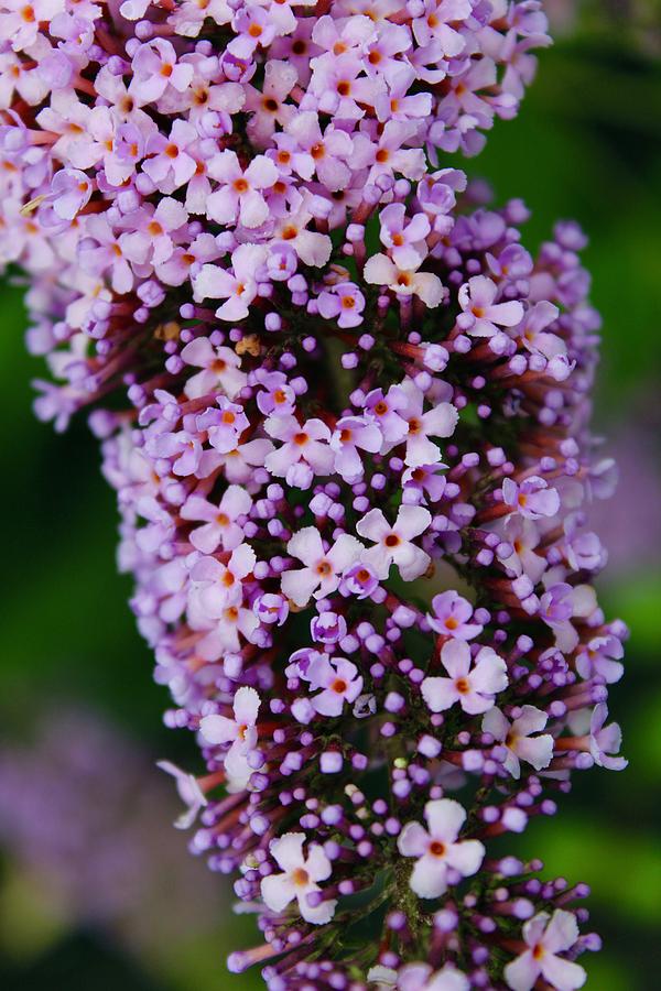 Stunning Blooms of A Pink Delight Butterfly Bush Photograph by M E