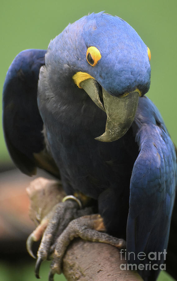 Stunning Blue and Yellow Hyacinth Macaw on a Branch Photograph by DejaVu Designs