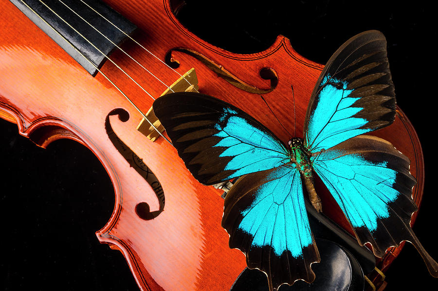 Stunning Blue Butterfly On Violin Photograph by Garry Gay