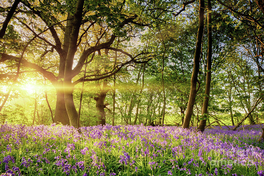 Stunning bluebell forest in spring sunrise Photograph by Simon Bratt ...