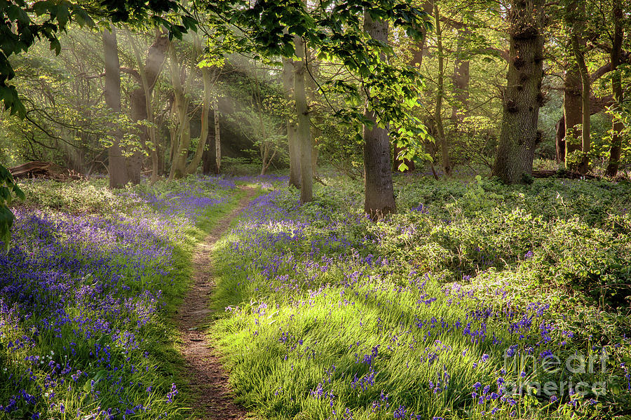 Stunning bluebell woodland path with magical light Photograph by Simon Bratt