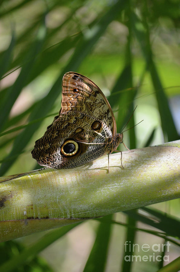 Stunning brown pattern wings on a morpho butterfly Photograph by DejaVu ...