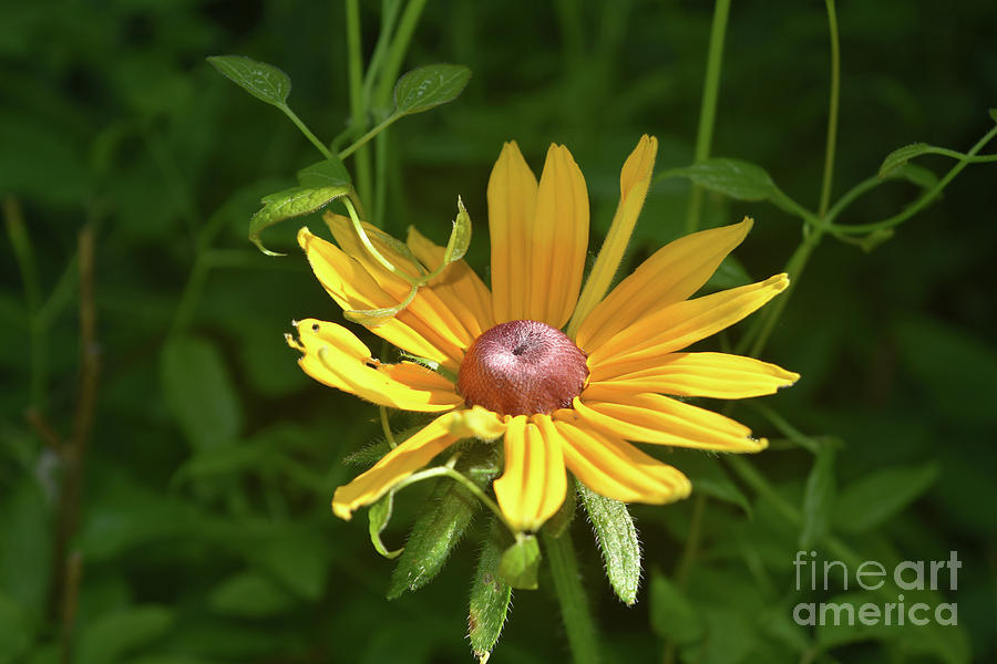 Stunning Budding Black Eyed Susan Almost in Full Bloom Photograph by DejaVu Designs