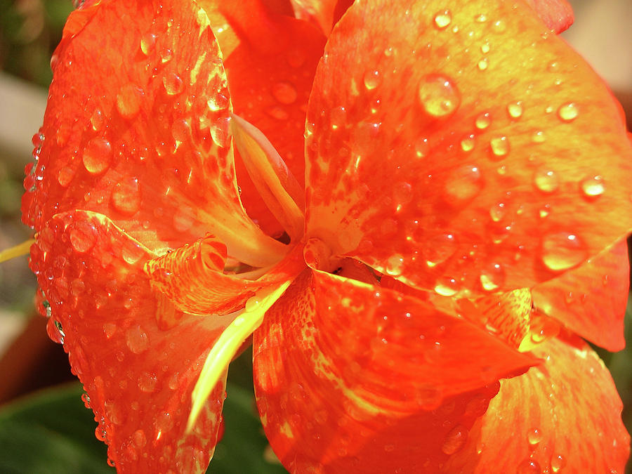 Stunning Canna Lily Photograph by Karen Nicholson