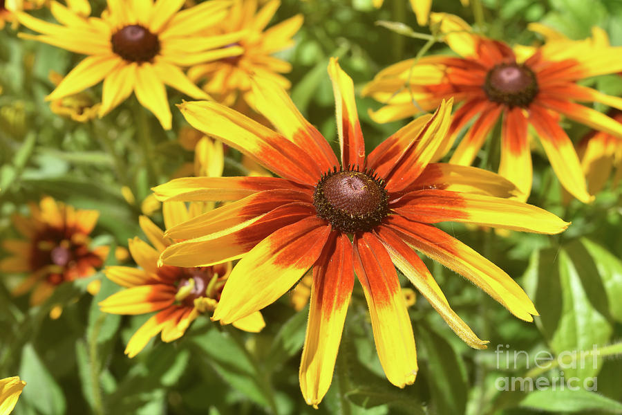 Stunning Close Up of these Black Eyed Susans in the Spring Photograph by DejaVu Designs