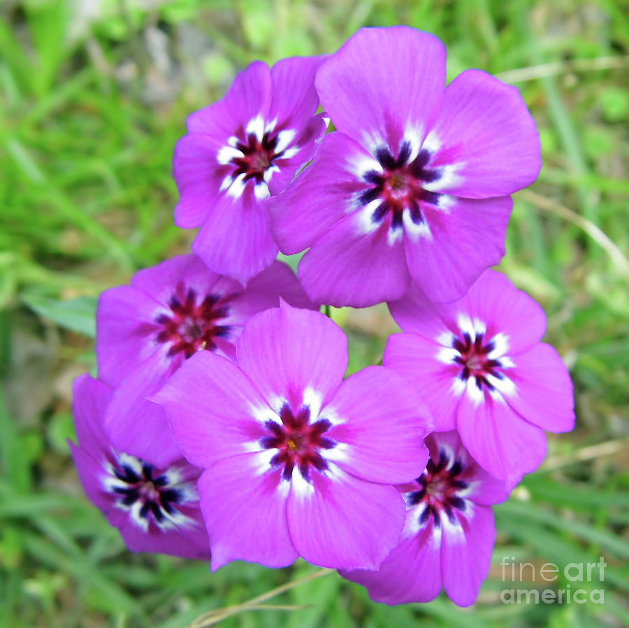 Stunning Colors Of Phlox Photograph by D Hackett