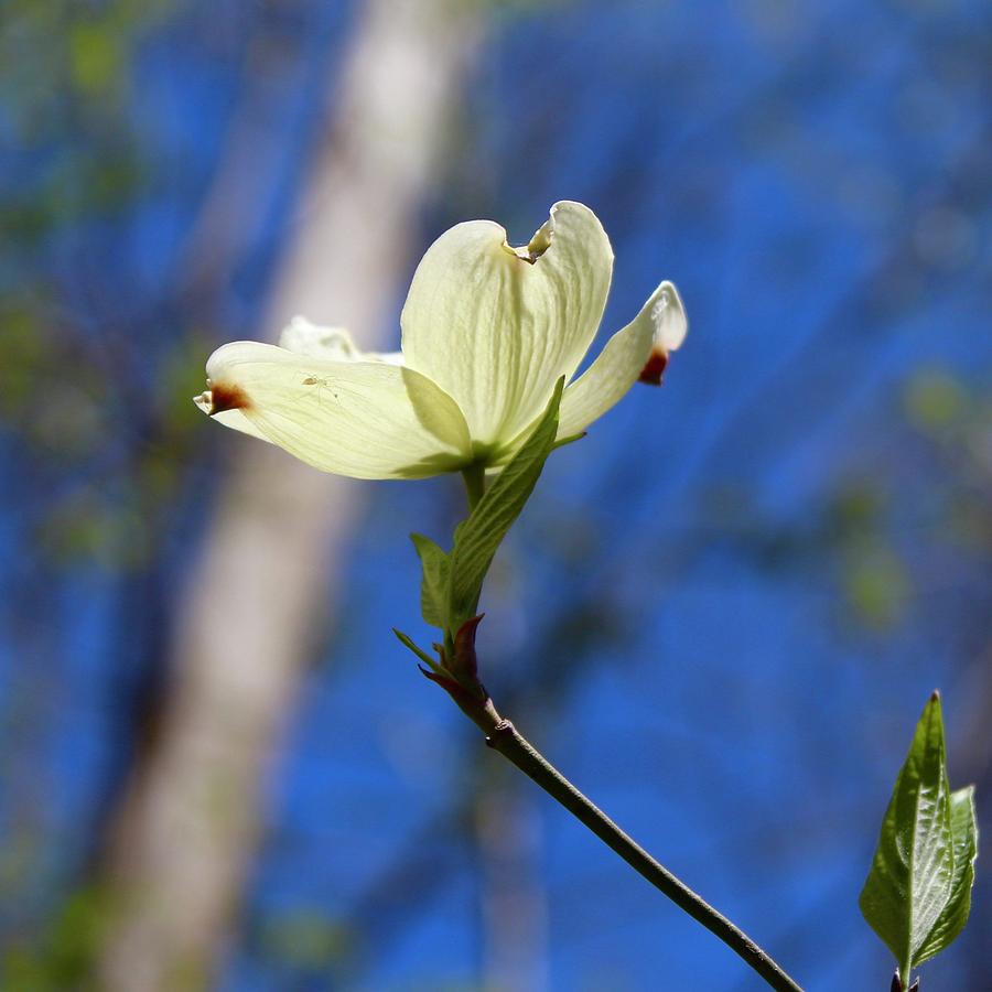 Stunning Dogwood Bloom in White Photograph by M E