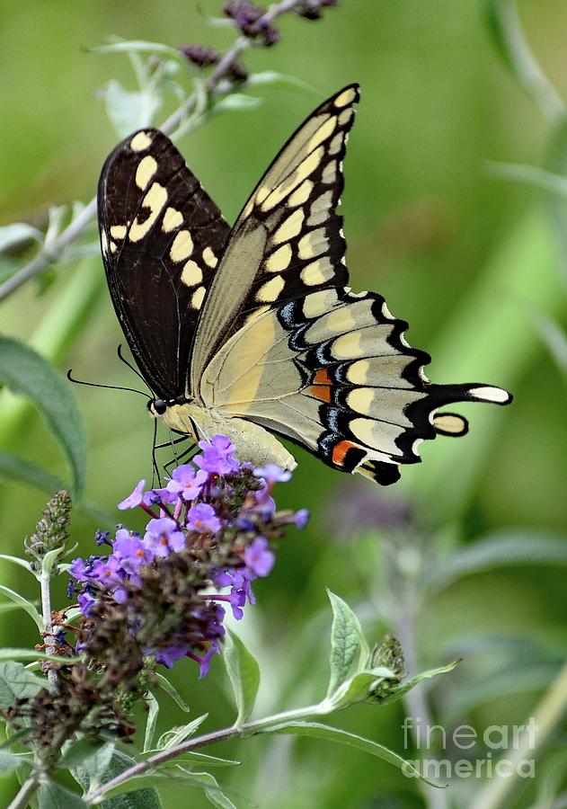 Stunning Giant Swallowtail Photograph