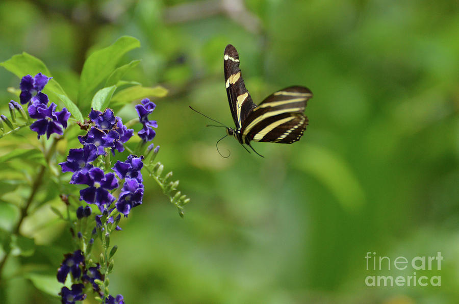 Stunning Image of a Zebra Butterfly Flying Around Photograph by DejaVu Designs