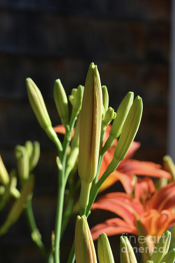 Stunning Image of Daylily Buds in the Spring Photograph by DejaVu Designs