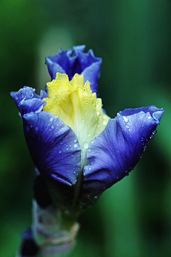 Stunning Iris Bud Photograph by Debbie Oppermann