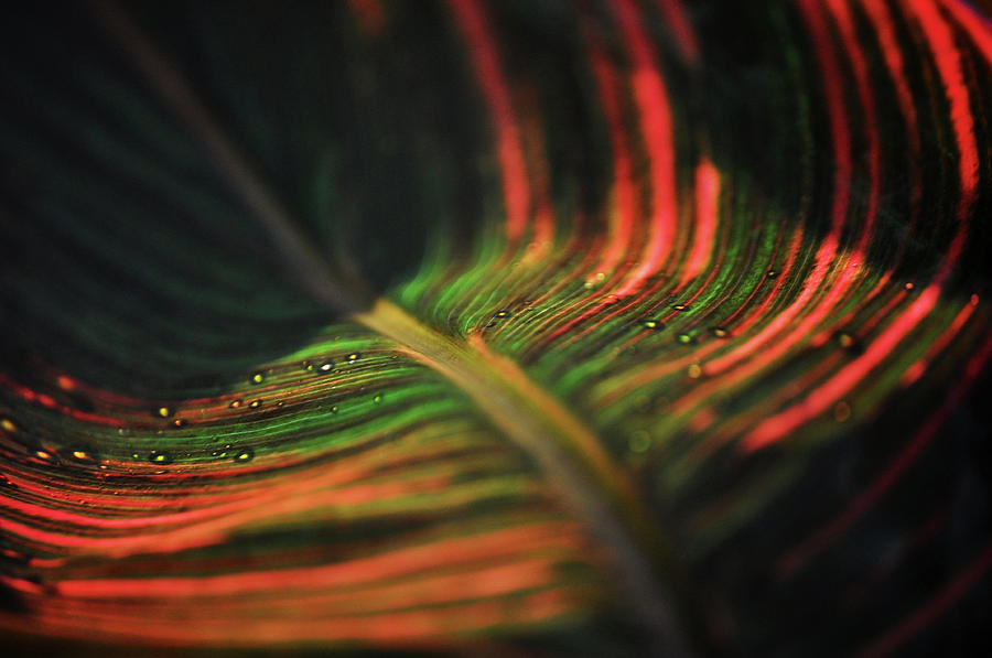Stunning Leaf Photograph by Kyle Hanson