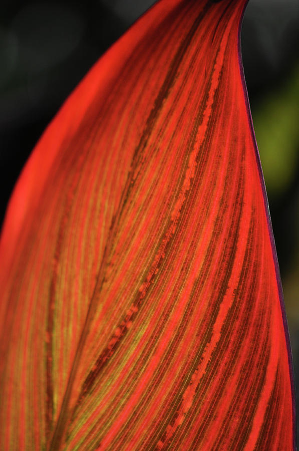 Stunning Leaf Portrait Photograph by Kyle Hanson