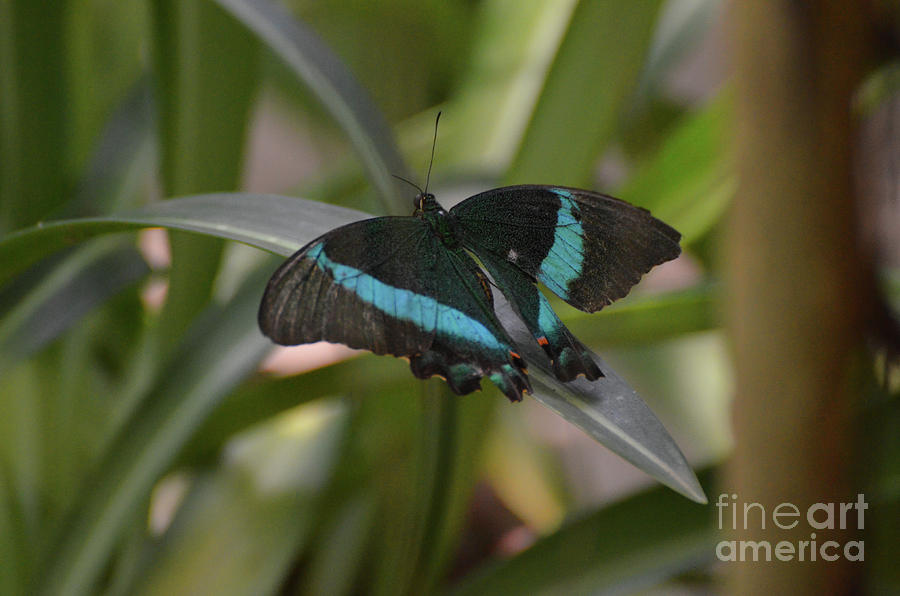 Stunning Little Emerald Swallowtail Butterfly in Nature Photograph by DejaVu Designs