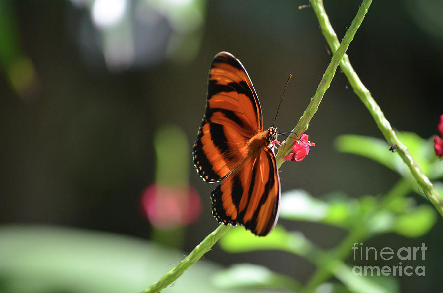 Stunning Little Orange Oak Tiger Butterfly in Nature Photograph by DejaVu Designs