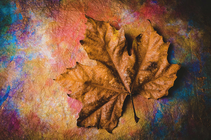 Stunning Old Leaf Photograph by Garry Gay