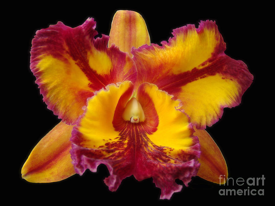 Stunning Orchid Closeup Photograph by Sue Melvin
