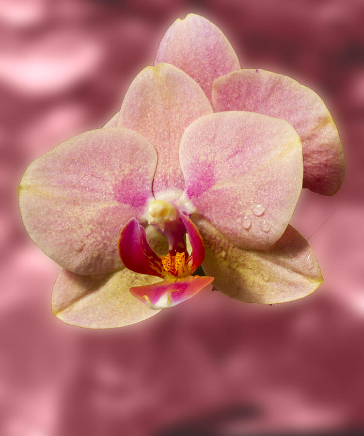 Stunning Orchids Photograph by David French
