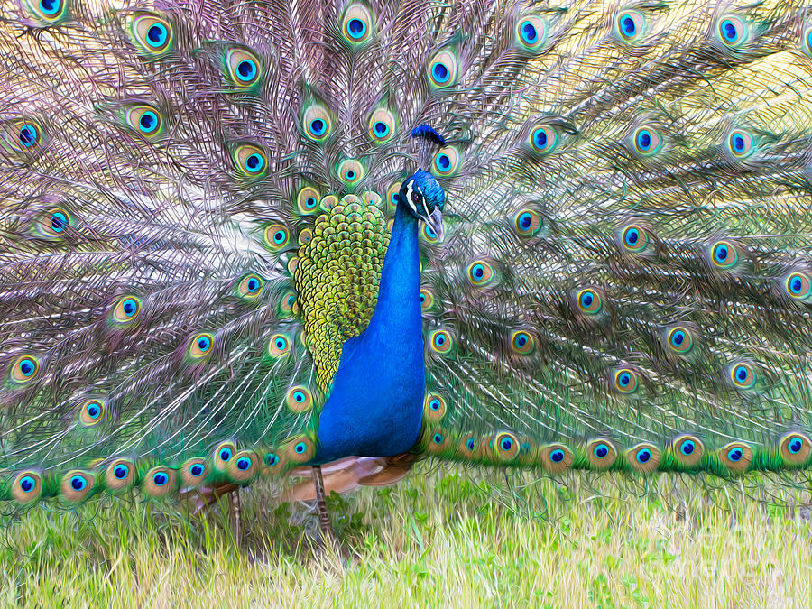 Stunning Peacock Photograph by Mimi Ditchie