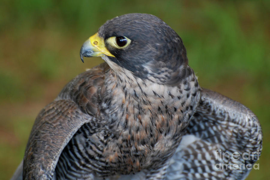 Stunning Photo Of A Falcon Preparing For Take Off By Dejavu Designs