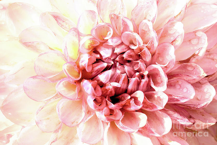 Stunning pink dahlia flower head close up  Photograph by Simon Bratt