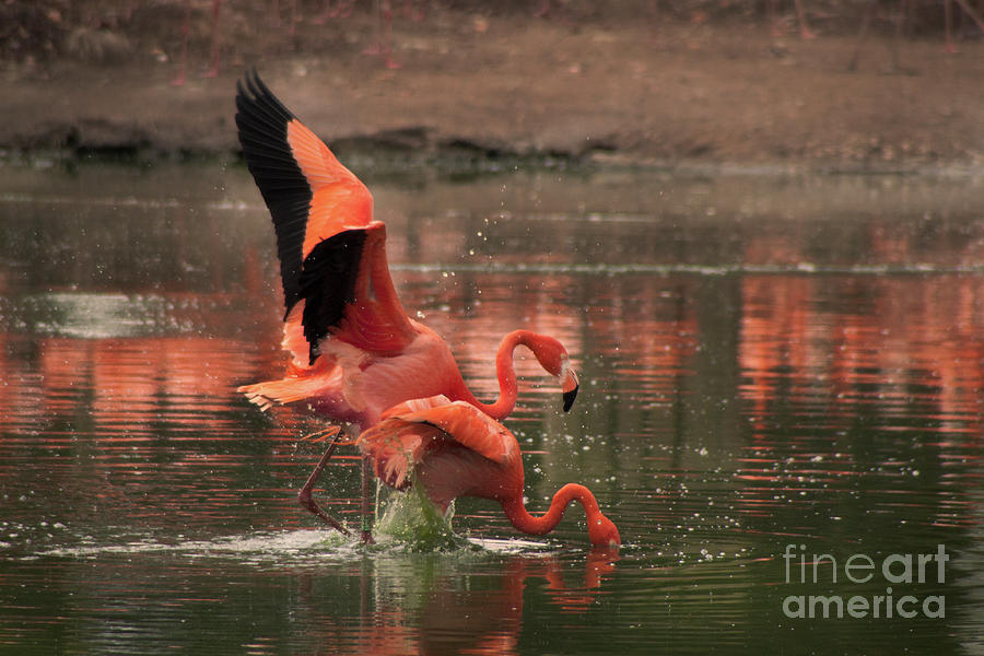 Stunning Pink Flamingos Photograph by Doc Braham