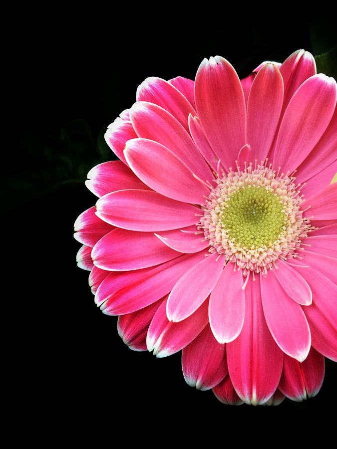 Stunning pink flower 2 Photograph by Andrew Rhine